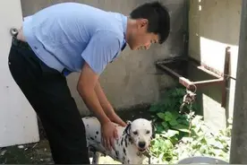 又一只网红狗蹿红！那些年投奔警察当警犬遭拒的狗狗，智商也是够了图片