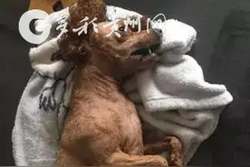 太慈桥一小区发生香肠投毒案 多条宠物犬误食身亡 警方已介入图片
