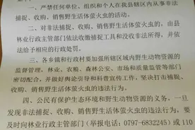 江西宁都发通知禁止捕卖野生萤火虫，“主动承担起保护责任”图片
