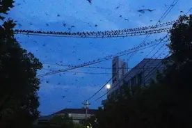 数万燕子夜聚兰溪 场面壮观图片
