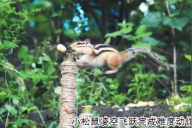 冰城拍友们的“鼠来宝”：通过喂养松鼠培养感情 设计难度动作拍摄图片