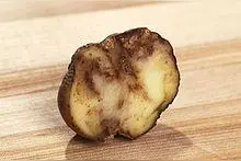 “饥荒孤女”血泪史：爱尔兰大饥荒之后的女性图片