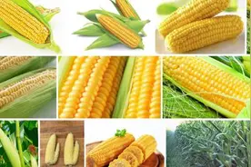 谁说玉米收获机没有出路？鲜食玉米机就是蓝海图片
