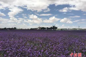 走进金沙岛休闲度假旅游区图片