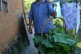 晒红烟丨烈日下松阳山区农民的守望图片