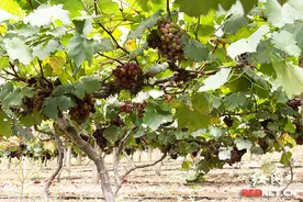 “学士葡萄”品赏月启动 30多个品种葡萄等你来图片