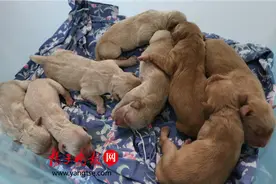 真能生！金毛狗妈妈一窝产下9只狗宝宝图片
