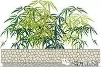 「原创」槐花蜜图片