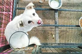 洛阳一小狗疑遭遗弃原地苦等一周不走 “忠犬”感动网友获救助图片