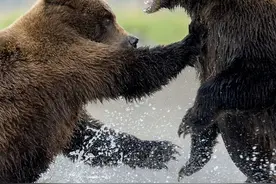 阿拉斯加两母熊水中上演拳击赛图片