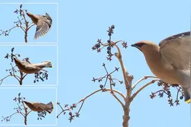 鸟类为什么要在春季繁殖？图片