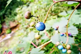 天马岛：盈盈碧水升仙雾 莽莽青山坠怪石图片