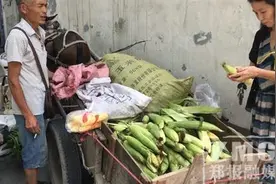 六旬老汉赶骡子车到郑州卖玉米 原因让人哭笑不得图片