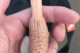 长乐漳港沙滩挖出“海仙人掌” 可入药但别乱吃图片