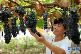 河南博爱：葡萄园里那一张张笑脸图片
