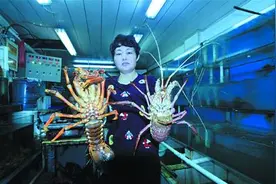 青岛市面主要有五种大龙虾 波龙澳龙更受青睐图片