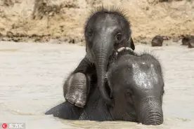 本象就是要背背！淘气象宝戏水大作战图片