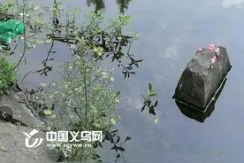 注意！义乌河边出现“粉色小球” 竟是“网红”福寿螺卵图片