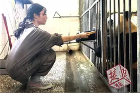 武汉女生暑期当熊猫饲养员，最爱做“铲屎官”：便便有清香味图片