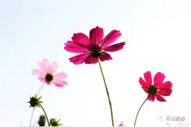 玩转乐山丨乐山最清凉的地方不是空调房，而是这里……图片