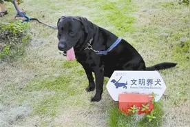 遛狗考验杭州人的文明程度图片