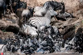 狡猾斑马踩角马脑袋当垫脚石惊险渡河图片