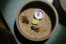 河南的蟋蟀生意：有村民40天赚了近20万图片