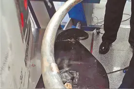 携带象牙、熊指甲让俄海关情何以堪 中国旅客过境需注意合规图片