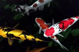 涨知识丨锦鲤的尾鳍为什么会腐蚀，你造吗？图片