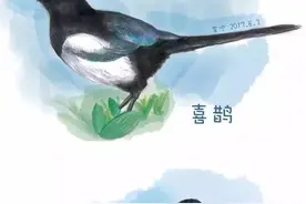 新知丨灰喜鹊就是灰色的喜鹊吗？图片
