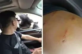 评论丨野生动物园再次发生猛兽伤人事件：游客不能心存侥幸，管理更不能靠侥幸！图片