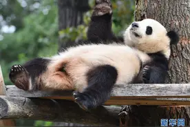 旅德熊猫在柏林动物园活动 萌态百出令人忍俊不禁图片