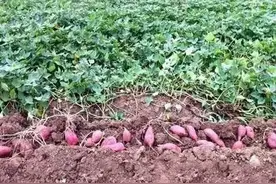 涨知识｜红薯病毒病防治的几个好办法图片