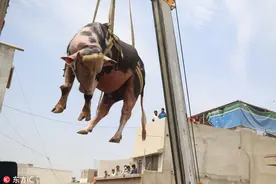 巴基斯坦人用起重机运输牛羊迎接宰牲节图片
