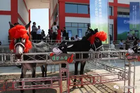 「关注」“驴美人”在选美大赛中表现不凡图片