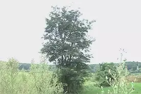 昨日合肥2人遭雷击身亡……雷雨天气下一定要这么做，好好保护自己！图片