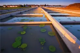 相城鸡头米上市啦！清香软糯，抿一口甜桂花味的烟雨江南~图片