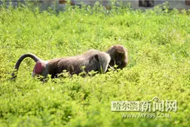 幸福小狒狒抱得“美人”归图片
