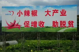 石柱县自主研发21个辣椒新品种助力精准脱贫图片