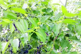 宿迁市湖滨新区的这棵枣树每年都结两次果图片