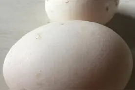 鸭蛋个头似鹅蛋图片