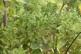 干货｜枣树八大常见病虫害防治宝典！图片