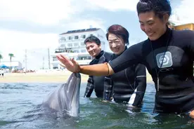 「活动」在日间贺岛与海豚亲密接触图片