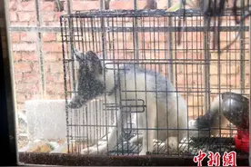 西双版纳一小伙网购狐狸当宠物 臭气冲天遭父母举报图片