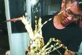 十天前热炒的“天价”中华锦绣大龙虾 舟山人也捕到了图片