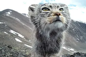 近距离抓拍罕见帕拉斯猫装酷表情 惹人喜爱图片