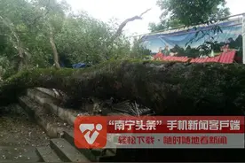 460岁！南宁最“年长”的古树被大风刮倒图片