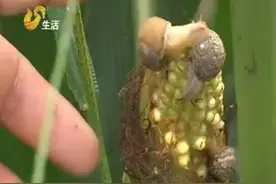 逮的没有繁殖的快！邹平玉米地里蜗牛肆虐村民束手无策图片