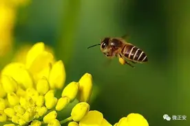 你吃过蜂蜜，但不一定知道蜜蜂的那些事儿……图片