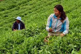 地理标志助力贵州：茅台酒公司出口创汇15年增长近50倍图片